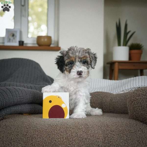 chip, Miniature Poodle Puppy
